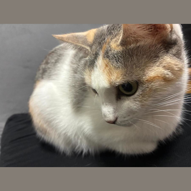 Photo of Daisy