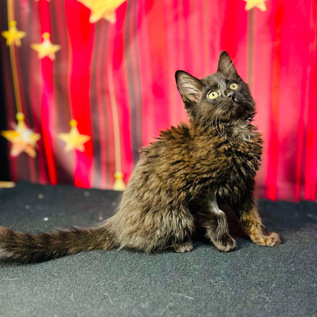 Photo of Sabrina (Located In Preston) 