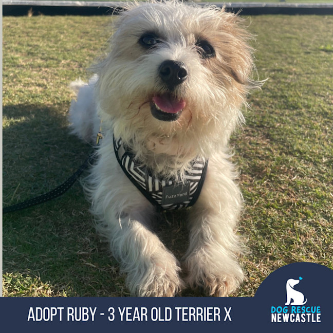 Photo of Ruby ~ 3 Year Old Terrier X. Non Shedding