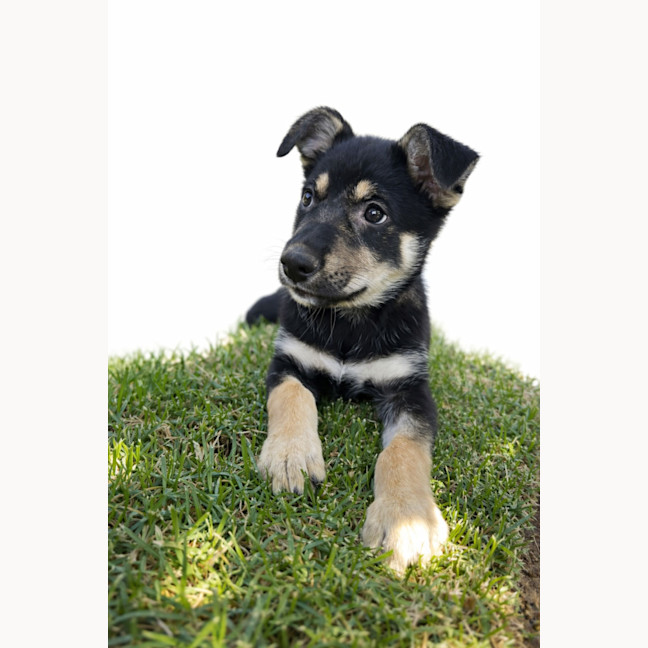 Photo of Dragonfruit 