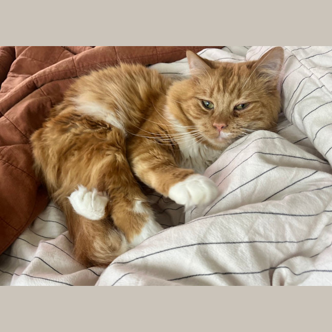 Photo of Gingernut