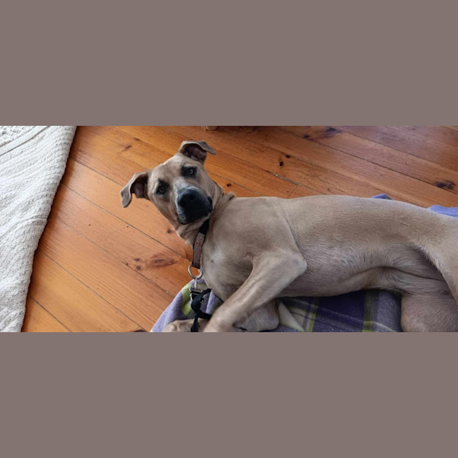Photo of Harley