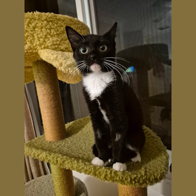 Photo of Fantail ** 2nd Chance Cat Rescue **