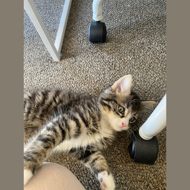Photo of Polly