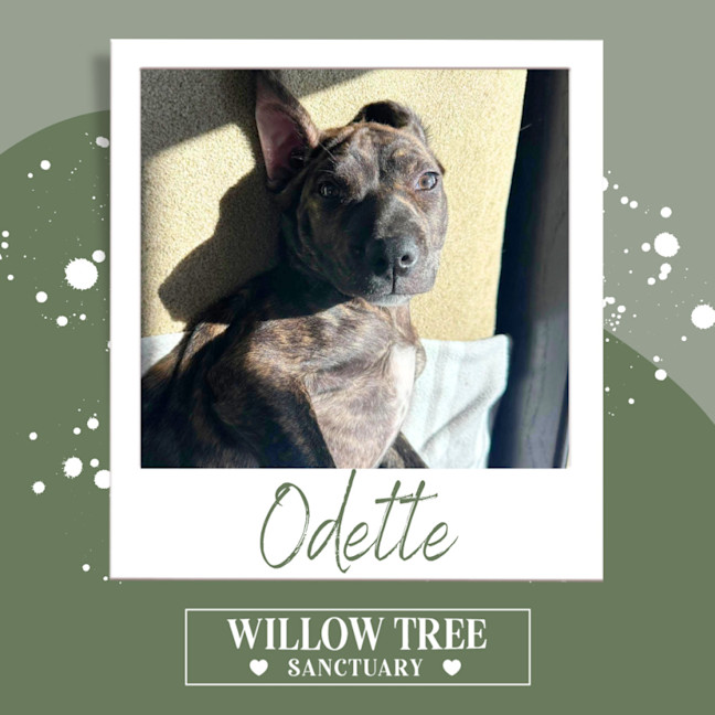 Photo of Odette