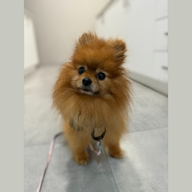 Photo of Max
