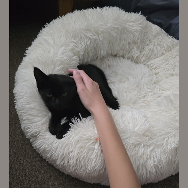 Photo of Frankie   9 Week Old Dsh