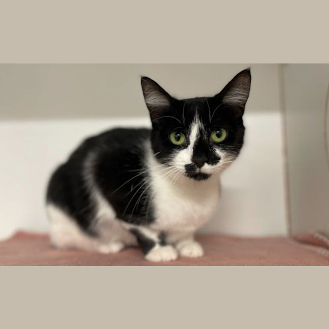 Photo of Kitty Purry