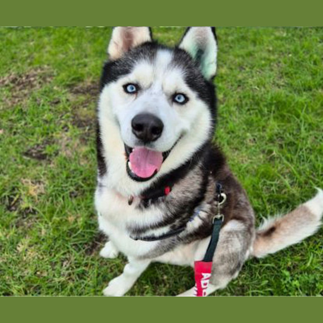 Photo of Smokey