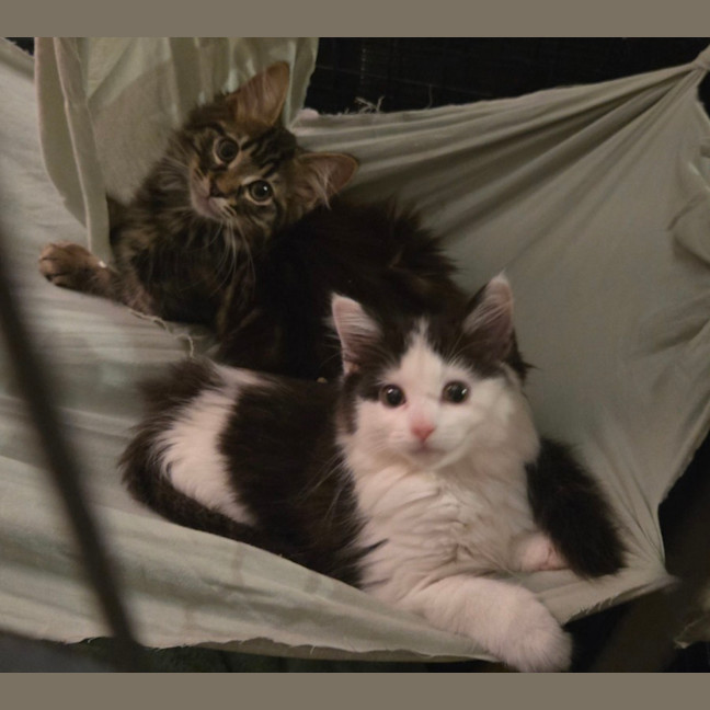 Photo of Sienna   Located In Wallan