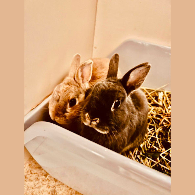 Photo of Dreamer & Bubbly