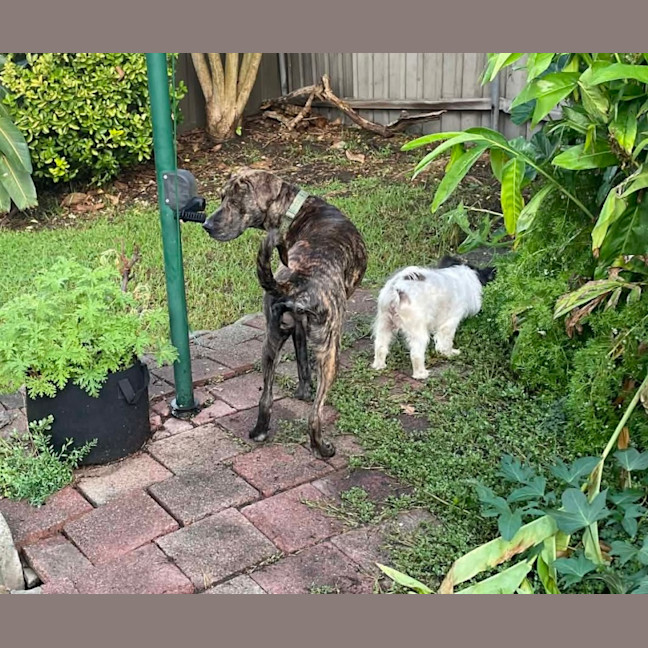 Photo of Humphrey   10 Month Old Bull Mastiff X