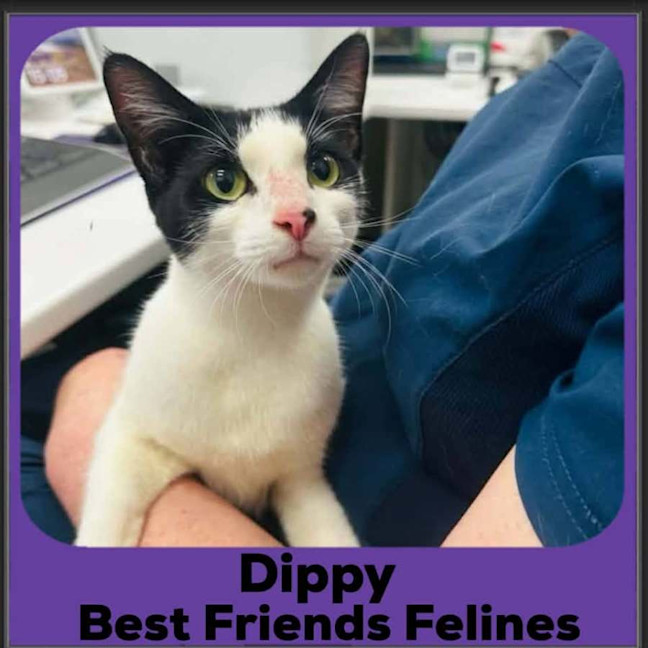 Photo of Dippy 