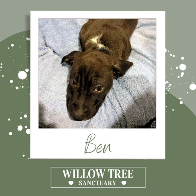 Photo of Ben