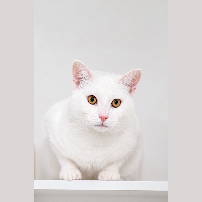 Photo of Blizzard