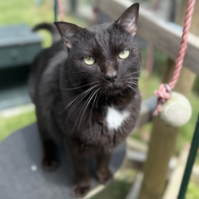 Photo of Little Buddy