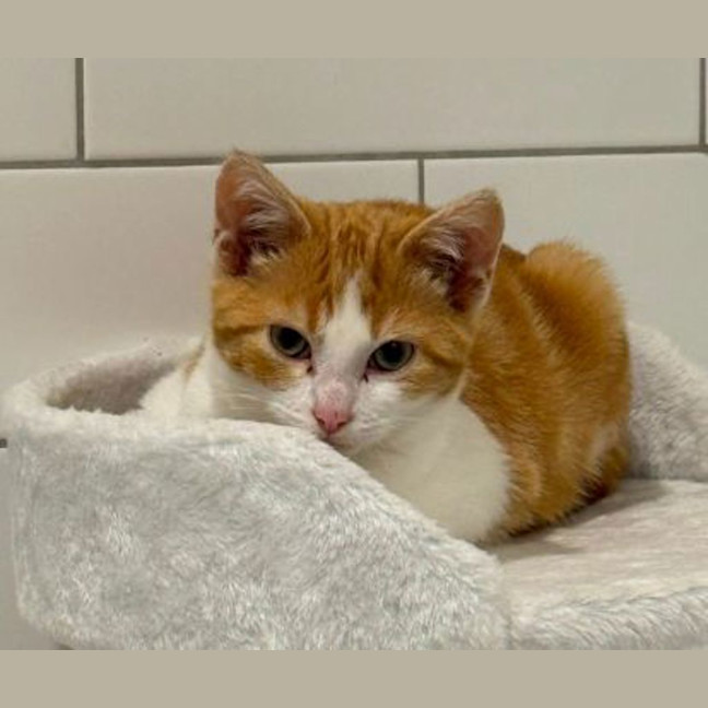 Photo of Mishmish
