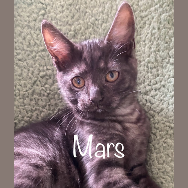 Photo of Mars