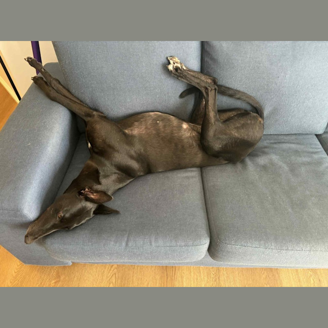 Photo of Carla, They Greyhound