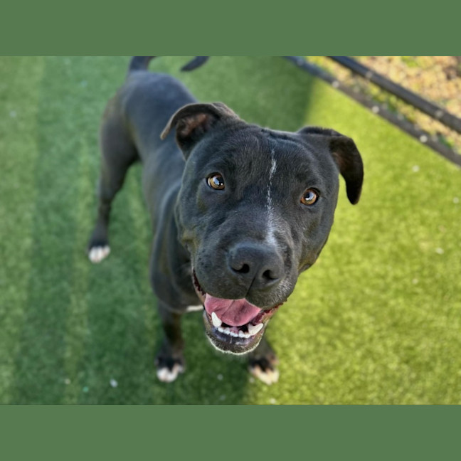 Photo of Baz Imp 962