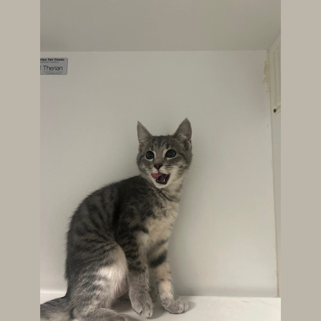 Photo of Luna