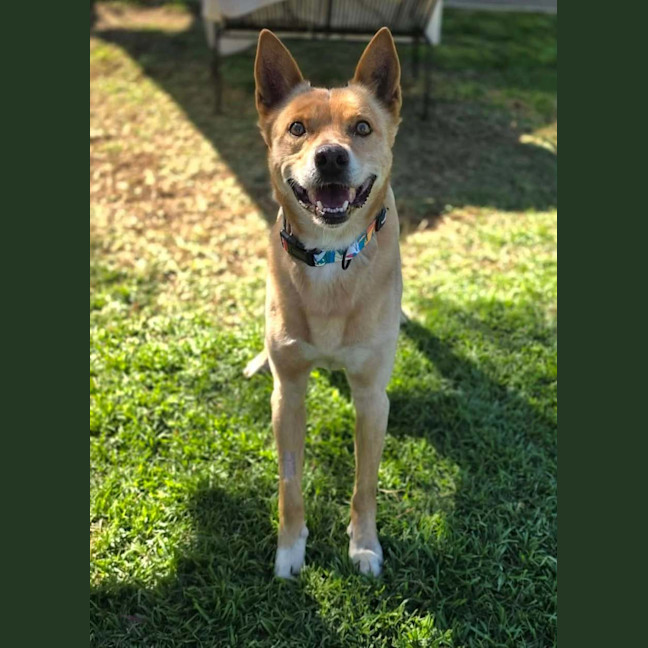 Photo of Nacho