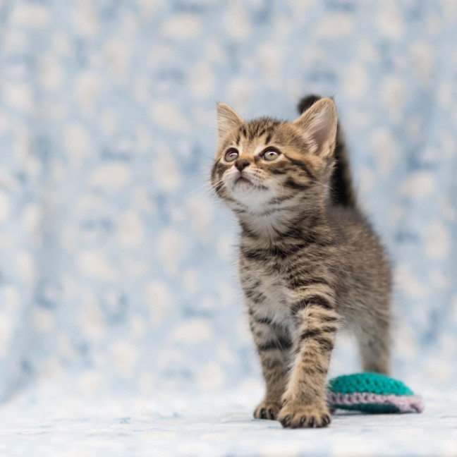 Photo of Tommy Hilfiger ** 2nd Chance Cat Rescue**