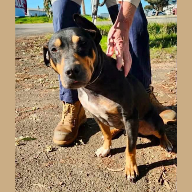 Photo of Schooner