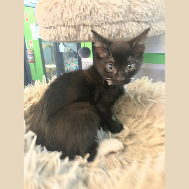 Photo of Bird Brain Mary