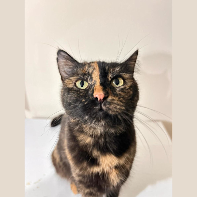Photo of Tortie