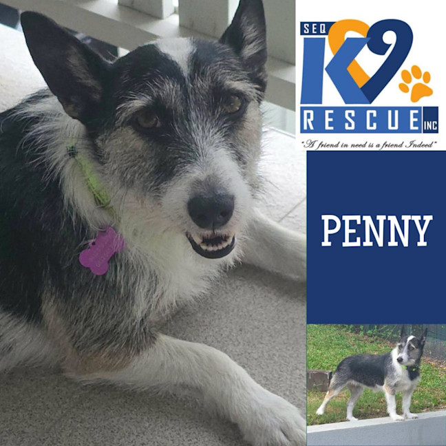 Photo of Penny