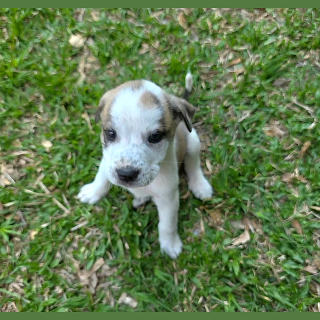 Photo of King Julien! 