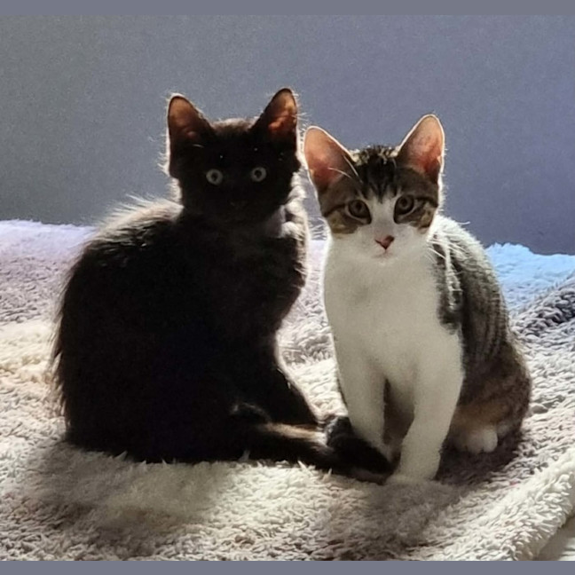 Photo of Mambo & Bolero   In Foster Care In Coburg