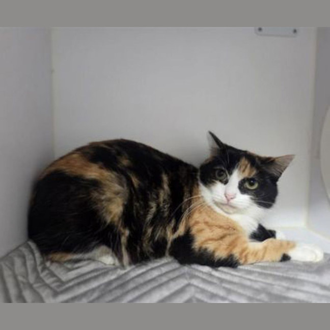 Photo of Cali