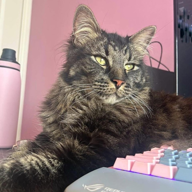 Photo of 13017   Zoro