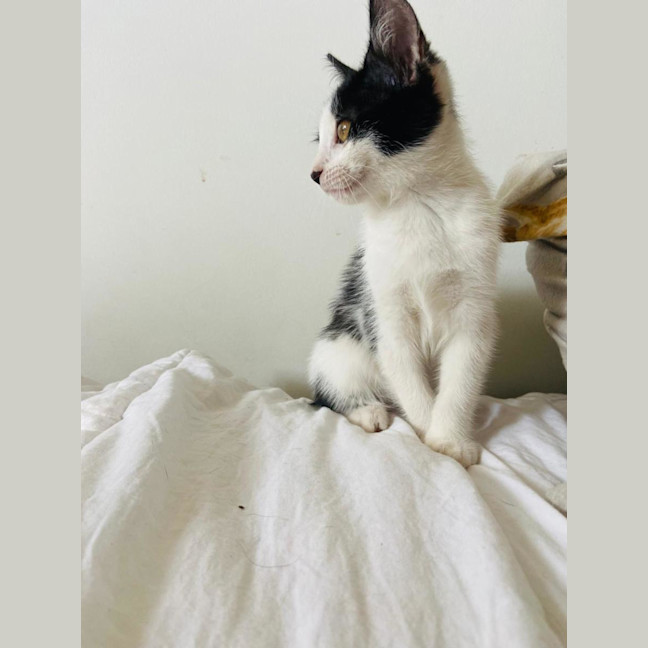 Photo of Chilli