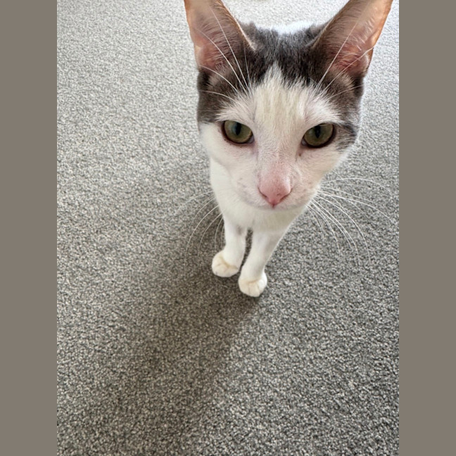 Photo of Solitaire