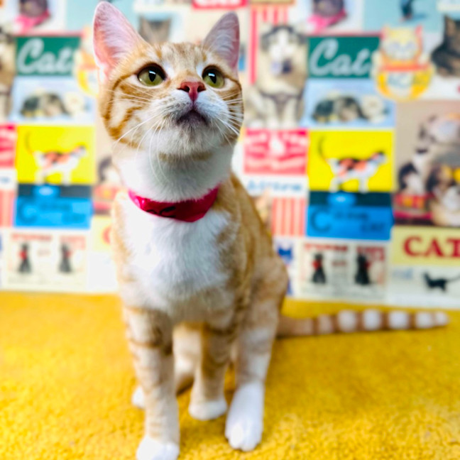 Photo of Fudge   Located In Preston 