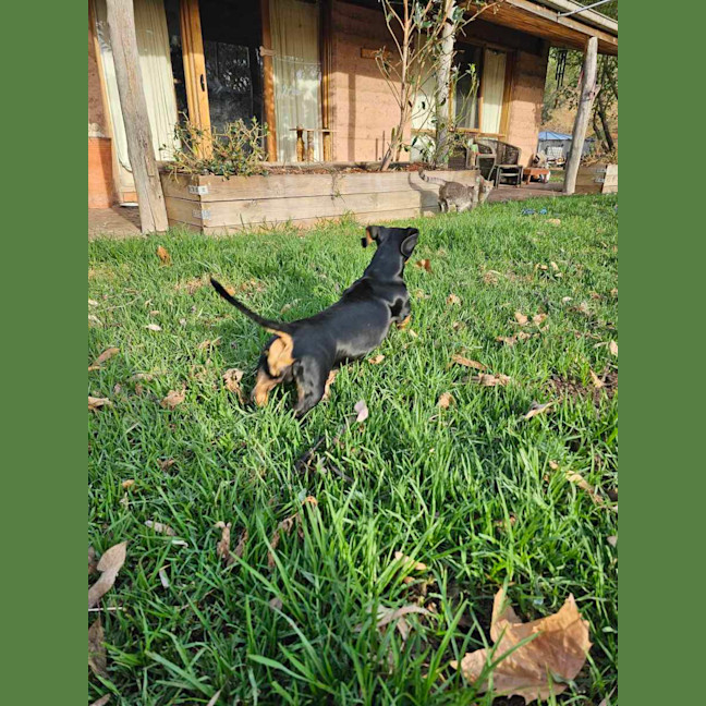 Photo of Frankie Elsie And Willow