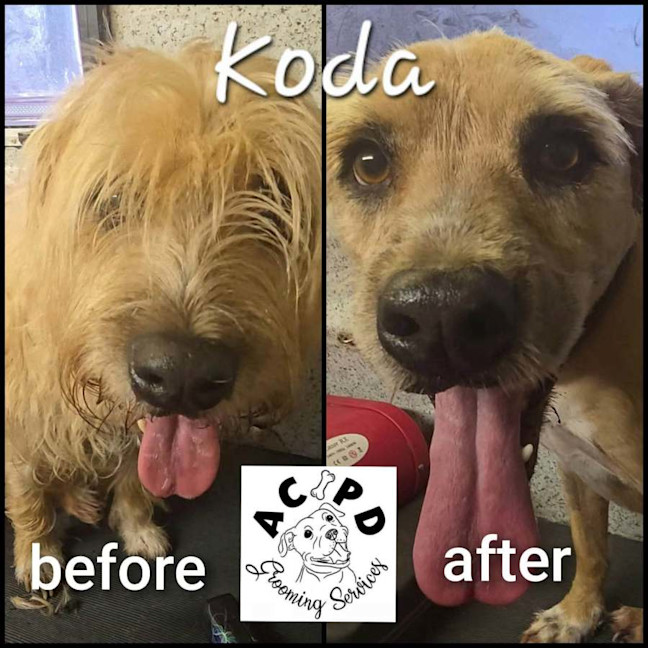 Photo of Koda
