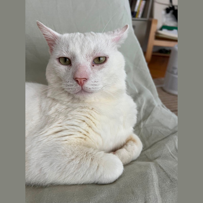 Photo of Falkor