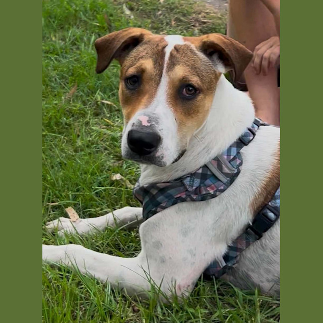 Photo of Gypsy