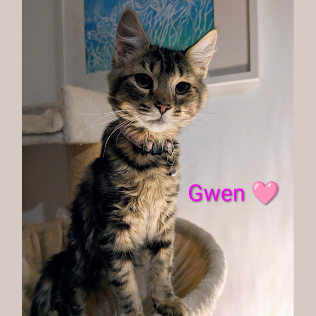 Photo of Gwen Meet Me@Petstock Chelsea Store