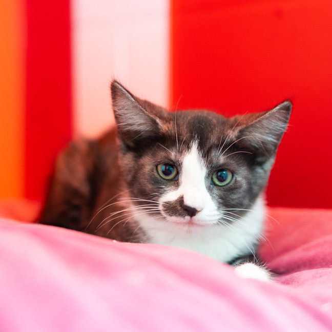 Photo of Pancake