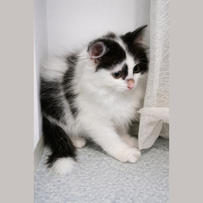 Photo of Vixen *9 Lives Project Rescue*