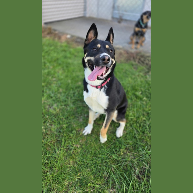 Photo of Ruby (67536)