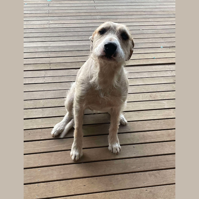 Photo of Bella