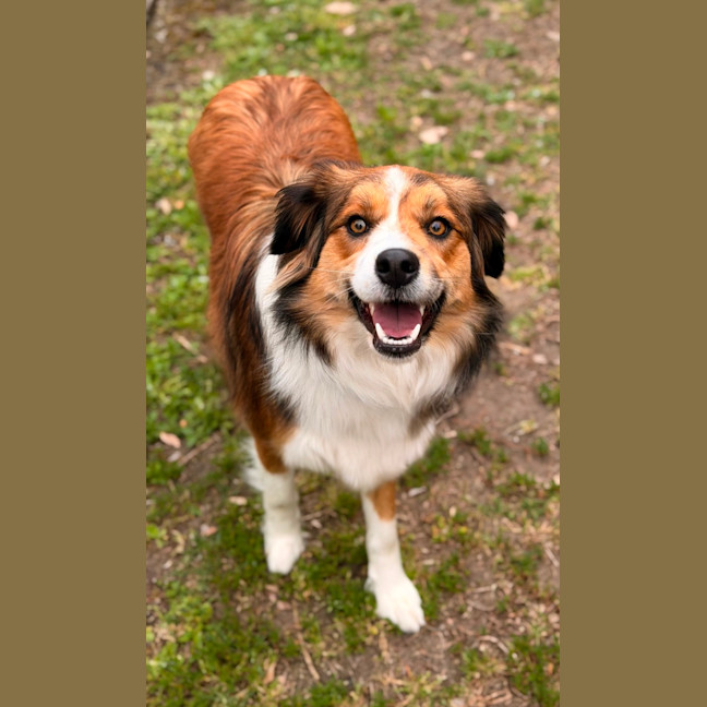 Photo of Stella