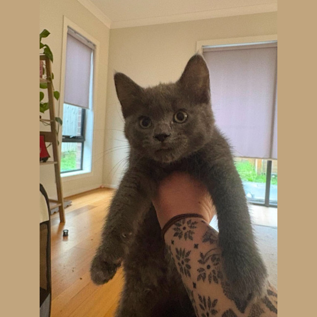 Photo of Shadow