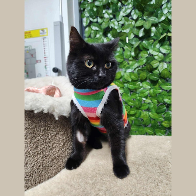 Photo of 🥞 Filly 6253 🥞